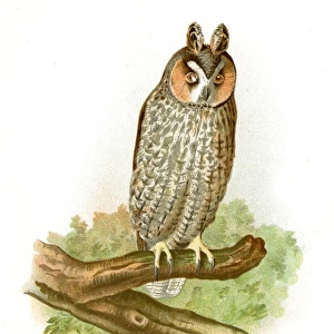 American long eared owl lithograph 1897