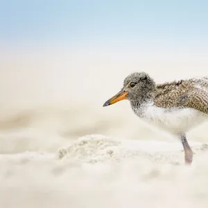 American Oystercatcher Chick Doing Yoga on the Beach at Nickerson, Long Island