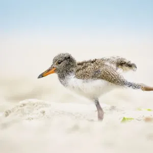 American Oystercatcher Chick Doing Yoga on the Beach at Nickerson, Long Island American Oystercatcher Chick Doing Yoga on the Beach at Nickerson, Long Island