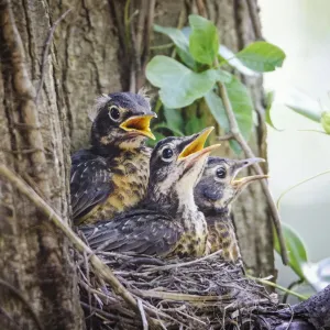 Three American Robin Chicks Print Three American Robin Chicks Print