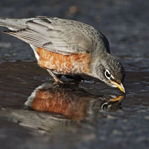American robin drinking at puddle