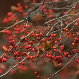American robin feeding on November crab apples American robin feeding on November crab apples