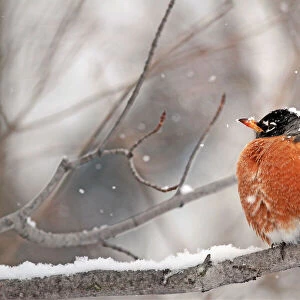 American Robin Perched in Snow
