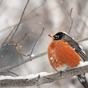 American Robin Perched in Snow American Robin Perched in Snow