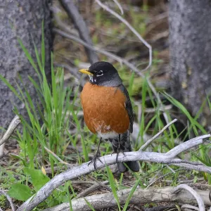 American Robin - Yellowston Park American Robin - Yellowston Park