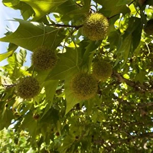 American Sycamore or American Plane Tree -Platanus occidentalis- with fruits, Germany
