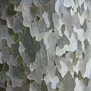 American sycamore tree -Platanus sp. -, detailed view of the bark