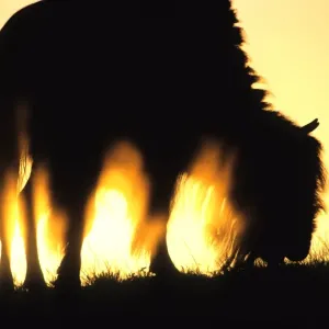 american wildlife, animal, artiodactyla, atmospheric, bison, bison bison, bovidae american wildlife, animal, artiodactyla, atmospheric, bison, bison bison, bovidae