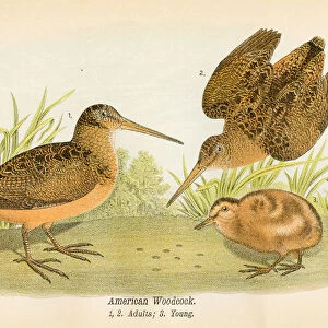 American woodcock bird lithograph 1890
