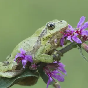 amphibia, blossoming, green, hyla arborea, hylid frog, lythrum salicaria, natural environment amphibia, blossoming, green, hyla arborea, hylid frog, lythrum salicaria, natural environment