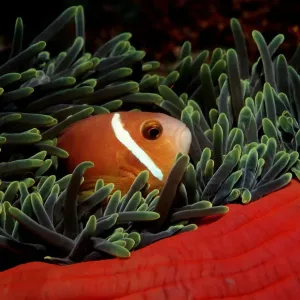 Blackfinned Anemonefish Print