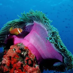 Blackfinned Anemonefish Print