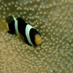 amphiprion, anemonefish, animal, animals, aquatic, asia, asian, clarkii, clarks, clownfish amphiprion, anemonefish, animal, animals, aquatic, asia, asian, clarkii, clarks, clownfish