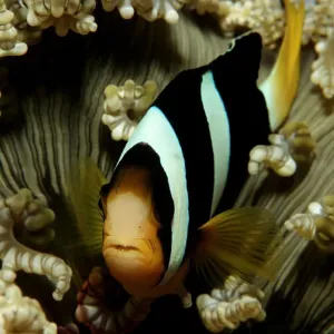 Amphiprion clarkii Print - Yellowtail Clownfish