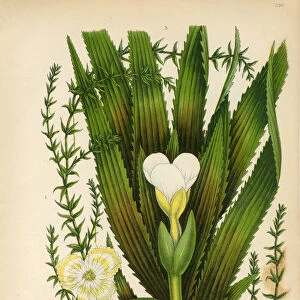 Anacharis, Elodea, Waterweed, Frogbit, Stratiotes, Water Soldier, Victorian Botanical Illustration