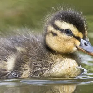 anas platyrhynchos, aves, chick, emsland, fledgling, german, in water, juvenile, little anas platyrhynchos, aves, chick, emsland, fledgling, german, in water, juvenile, little