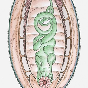 Anatomical illustration of a Chiton