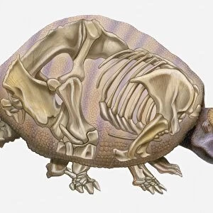 Anatomical illustration of a Pleistocene Edentate (Glyptodon reticulatus), an early mammal