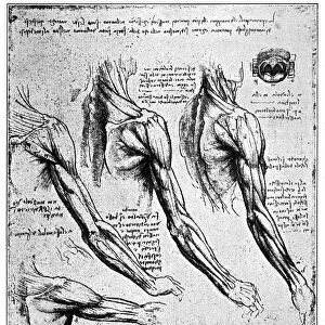 Anatomical sketches by Leonardo Da Vinci