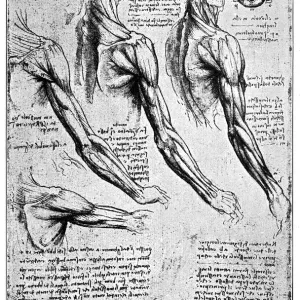 Leonardo Da Vinci Anatomical Print - 1898 Engraving Leonardo Da Vinci Anatomical Print - 1898 Engraving