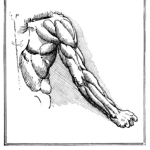 Leonardo Da Vinci Anatomical Study Print Leonardo Da Vinci Anatomical Study Print