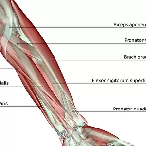 anatomy, arm, arm muscles, biceps aponeurosis, brachioradialis, flexor carpi radialis