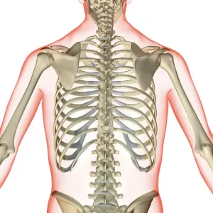 Axial Skeleton Back View Print Axial Skeleton Back View Print
