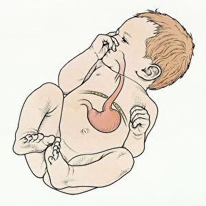 Anatomy, Baby, Beginnings, Biomedical Illustration, Caucasian Appearance, Childhood