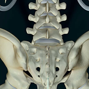 anatomy, back, back bone structure, back bones, back view, below view, black background