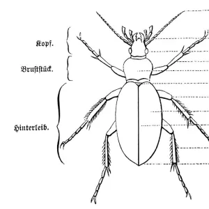 Anatomy of a beetle