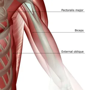 Anatomical Print of the Biceps Brachii Anatomical Print of the Biceps Brachii