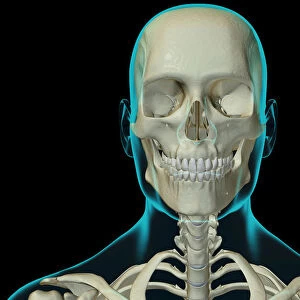 anatomy, black background, bone, bone structure, bone structure of the head, bone