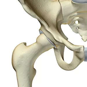 anatomy, bone, bone structure, bone structure of the hip, bones, bones of the hip