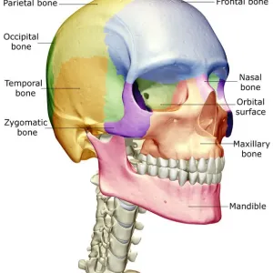 Prints of Photo Library Prints: Medical Image Collection