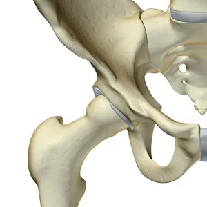 Anatomical Hip Bone Print Anatomical Hip Bone Print