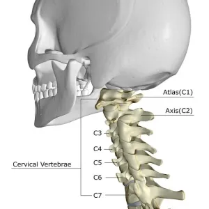 Cervical Vertebrae Print, Back View Cervical Vertebrae Print, Back View