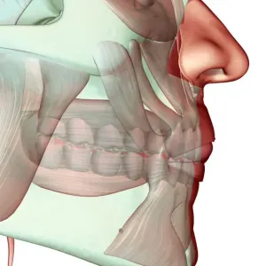 Human Jaw Muscles Anatomy Print Human Jaw Muscles Anatomy Print
