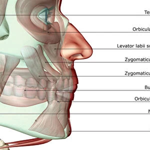 anatomy, buccinator, close-up view, digastric, human, illustration, jaw, jaw muscles