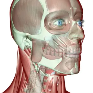 Frontal Facial Muscles Print Frontal Facial Muscles Print