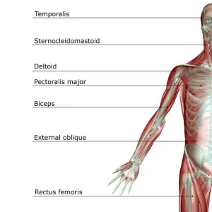 anatomy, chest, chest muscles, external oblique, front view, human, illustration