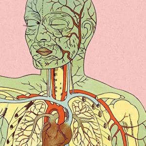 Anatomy of Circulatory System