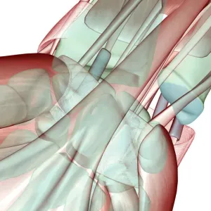 Anatomy Finger Muscles Print Anatomy Finger Muscles Print