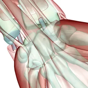 Anatomy Flexor Retinaculum Print Anatomy Flexor Retinaculum Print