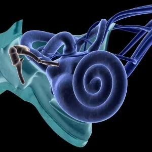 Anatomy of the ear