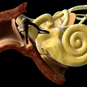 Anatomy of the ear
