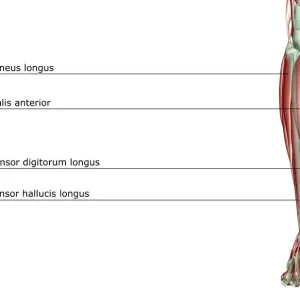 Human Extensor Digitorum Longus and Hallucis Longus Print Human Extensor Digitorum Longus and Hallucis Longus Print