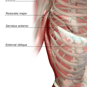 External Oblique Muscle Print, Front View External Oblique Muscle Print, Front View