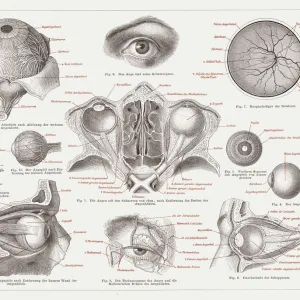 Anatomy of the human eye, lithograph, published in 1874