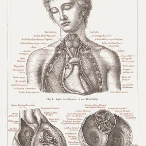 Anatomía del corazón humano, litografía, publicada en 1876. Anatomía del corazón humano, litografía, publicada en 1876.