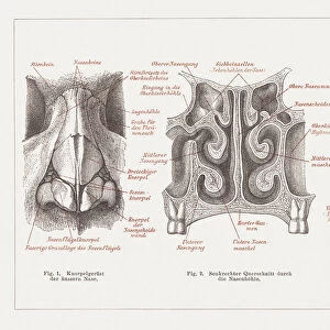 Anatomy of the human nose, lithograph, published in 1877